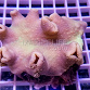 Sarcophyton elegans