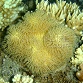 Sarcophyton sp.