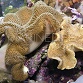 Sarcophyton sp.