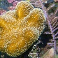 Sarcophyton sp.