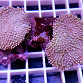 Sarcophyton sp.