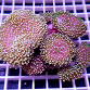 Sarcophyton sp.