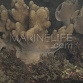 Sarcophyton sp.