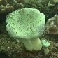 Sarcophyton spp.