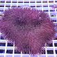 Sarcophyton tenuispiculatum green 01