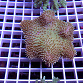 Sarcophyton trocheliophorum SMALL 01 Indonésie