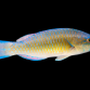 Scarus ghobban Femelle 10-15 cm
