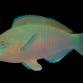 Scarus quoyi M&acirc;le 8-12 cm