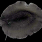 Scutus unguis 4-6 cm