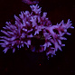 Seriatopora spp selected N01