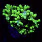 Seriatopora spp selected N03