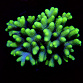Seriatopora spp selected N04