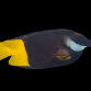 Siganus uspi 8-10cm