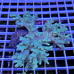 Sinularia asterobata green