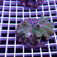 Sinularia dura vert SMALL 01 Indonésie