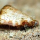 Strombus luhuanus
