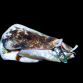 Strombus sp 3-5cm
