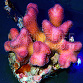 Stylophora pistillata