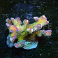 Stylophora pistillata