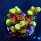 Stylophora pistillata