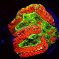 Symphyllia spp selected N04
