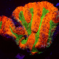 Symphyllia spp selected N06