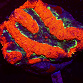 Symphyllia spp selected N07
