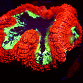 Symphyllia spp selected N10