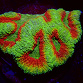 Symphyllia spp selected N11
