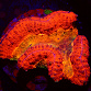 Symphyllia spp selected N14