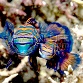 Synchiropus splendidus - Couple mâle/femelle