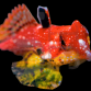 Synchiropus sycorax 3-4cm Femelle