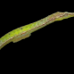 Syngnathoides biaculeatus 12-15 cm