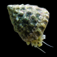 Tectus fenestratus M