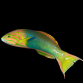Thalassoma lutescens 10-12cm