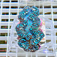 Tridacna maxima blue 04