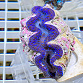 Tridacna maxima blue 05