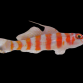 Trimma cana 2-3cm