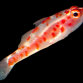 Trimma rubromaculatum 2-3cm