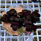 Tubastraea micranthus black 01