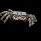 Uca spp. Femelle