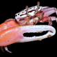 Uca spp. M&acirc;le