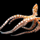 Wunderpus photogenicus