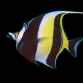 Zanclus cornutus 6-8 cm