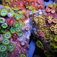 Zoanthus sp.